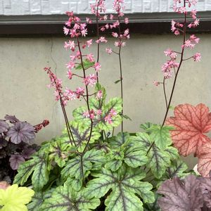 チューリップ,ヒューケラ,ティアレア,ヒューケラ リオ,ヒューケレラの画像