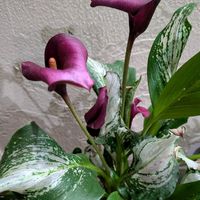 ガーベラ,,カラー フローズンクィーン,カラー フローズンクィーン,ガーベラ　ガルビネラの画像