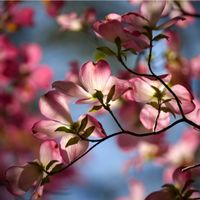 ハナミズキ,ハナモモ,ヤマブキ,キクモモ,ガーデニングの画像