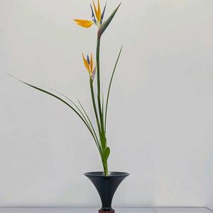 シラン,ストレリチア,ストレリチア 極楽鳥花,沖縄シャガ,華道の画像