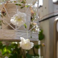 シレネ・スワンレイク,スワンレイク,ベランダガーデン,ガーデニング,ベランダガーデニングの画像