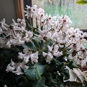 鉢植え,部屋,窓辺の画像