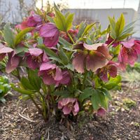 クリスマスローズ,宿根草,ガーデニング,マイガーデン,手作りの庭の画像