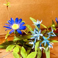 ブルースター,丁子草,丁子草,キョウチクトウ科,グリーン！グリーン！グリーン！の画像