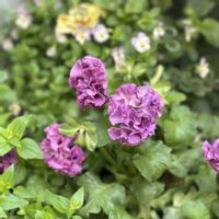 パンジー,ビオラ,パンジー ローブドゥアントワネット,ローブ・ドゥ・アントワネット・ロココ,パンジー ローブドゥアントワネット ロココの画像