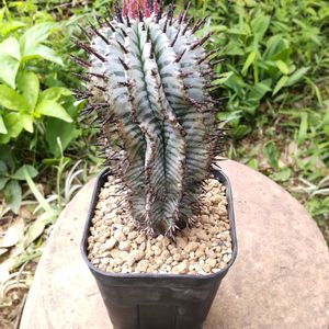 ユーフォルビア・ホリダ,アロエ エリナケア,アロエ カスティロニアエ,アロエ カスティロニアエ,アロエ　ワイリーコヨーテの画像