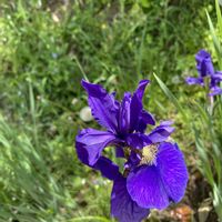 アヤメ,カシワバアジサイ,ダッチアイリス,青梅市,外出先の画像