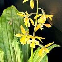 エビネラン,お花に癒されて^ ^,いつも見てくれてありがとう♥︎∗*ﾟ,心がなごみます,きっと今日も素敵な日❤️の画像