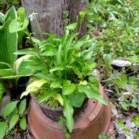 ギボウシ,スミレ,宿根草,植えっぱなしの画像