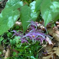 イカリソウの画像