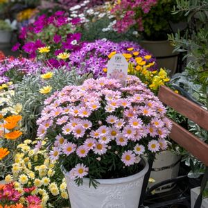 今庭,満開,花のある暮らし,HTC,WEEKEND FLOWERの画像