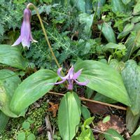 カタクリの画像