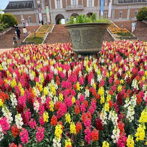 金魚草,いつもありがとう♡,カラフル,多肉女子,おでかけ先の画像