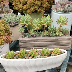 乙女心,パープルヘイズ,ブルーカデット,ルビーティント,多肉植物の画像