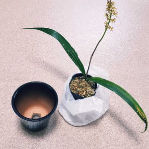 コケイラン,ラン科,山野草,玄関の画像