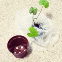 本わさび,山野草,天然本わさび,玄関の画像