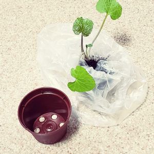 本わさび,山野草,天然本わさび,玄関の画像