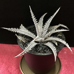 紅彩閣,寄せ植え,多肉植物,観葉植物,ユーフォルビアの画像