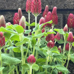 ストロベリーキャンドル,赤い花,ネコ好き,プランター植え,花のある暮らしの画像