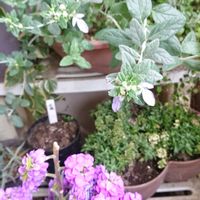 ストック,ツリージャーマンダー,ミヤコワスレ,リナリア,ヤグルマキクの画像