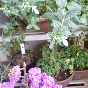 ストック,ツリージャーマンダー,ミヤコワスレ,リナリア,ヤグルマキクの画像