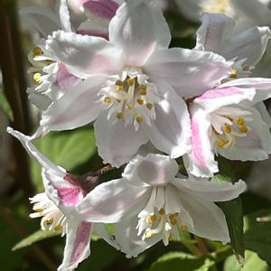 ヒメウツギ,地植え,ネコ好き,ピンクの花,花のある暮らしの画像