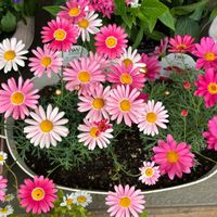 マーガレットシンプリーコーラル,マーガレットストロベリーホイップ,実家の花,PWマーガレット,玄関アプローチの画像