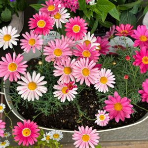 マーガレットシンプリーコーラル,マーガレットストロベリーホイップ,実家の花,PWマーガレット,玄関アプローチの画像