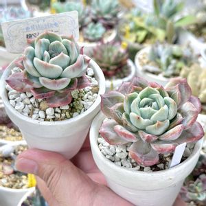 超ベリー,超ベリー,成長記録 超ベリー,成長記録 超ベリー,超ベリーベリーの画像