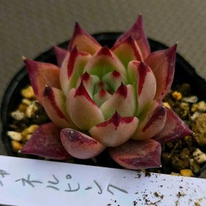 エケベリア,シャネルピンク,多肉植物,エケベリア属,初購入の画像