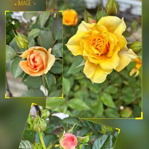 アマリリス,ミニバラ,クローバー　ティントワイン,宿根ネメシア,ユーフォルビア ブラックバードの画像