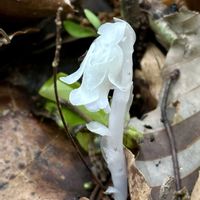 幽霊茸,ギンリュウソウ,岐阜県,多肉男子,岐阜の画像