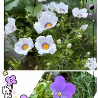 花のある暮らし,緑のある暮らし,新緑の季節,GSに感謝。,いつも笑顔で〜〜♡の画像