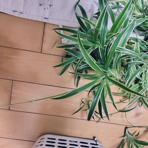 ダイソー,和室,リビング・ダイニングの画像