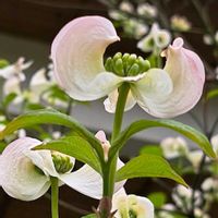 ハナミズキ,花水木,アメリカヤマボウシ,公園,花木の画像
