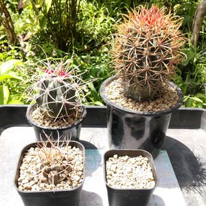 謎のサボテン,魔天竜,魔天竜,赤刺金冠竜,赤刺金冠竜の画像