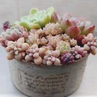 セダム,エケベリア,寄せ植え,多肉植物,love&peaceの画像