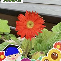 ガーベラ,ガーベラ　ベンガル,PR,フマキラー,カダンの画像