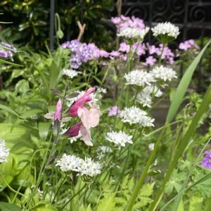 エゴポディウム,ゲラニウム レッドロビン,チェリーセージ ダンシングドール,ポレモニウム,チェリーセージ　ナイトモスの画像