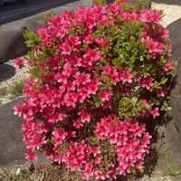 チューリップ,ツツジ,ツルニチニチソウ,散歩の画像