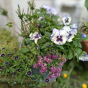 アリッサム,パンジー,春の花,ネモフィラブラック,ネモフィラペニーブラック★の画像