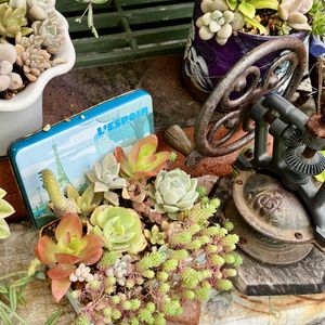 多肉寄せ植え,駐車場の画像