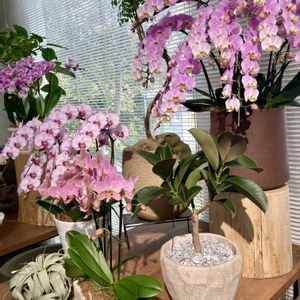 コチョウラン（胡蝶蘭）,コチョウラン（胡蝶蘭）,お気に入りの お花屋さん,フラワーギフト,綺麗✨の画像