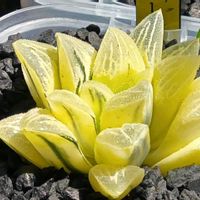 タイガーピグ錦 糊斑,ハオルチア属,多肉ちゃん,ボタニカルライフ,ベランダーの画像