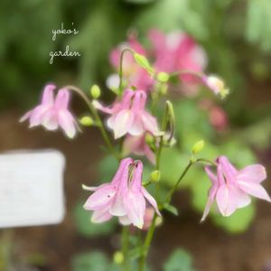 オダマキ,ガーデニング,ナチュラルガーデン,マイガーデン,花のある暮らしの画像