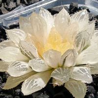 楼蘭錦 糊斑,ハオルチア属,多肉ちゃん,ボタニカルライフ,ベランダーの画像