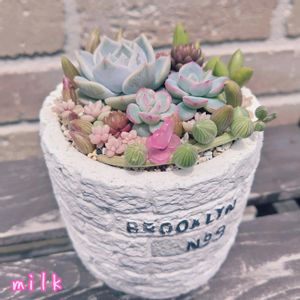 姫秋麗,ホワイトストーンクロプ,ブレイブ,アーモンドネックレス,リーモンの画像