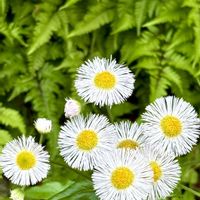 ハナニラ,ツルニチニチソウ,ナガミヒナゲシ,ハルジオン,通勤路の画像