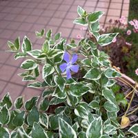 ツルニチニチソウの画像