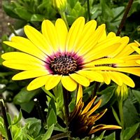 ガーベラ,ガーベラ,カレンデュラ,カレンデュラ,ミニトマトの花の画像